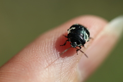 Tritomegas bicolor