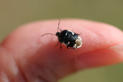 Tritomegas bicolor