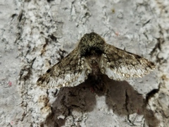 Apocheima hispidaria