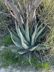 Agave deserti