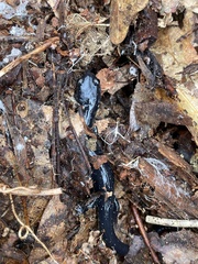 Plethodon chlorobryonis