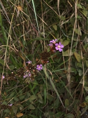 Melochia spicata