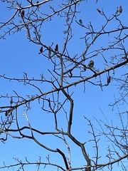 Poecile atricapillus