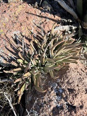 Dudleya abramsii