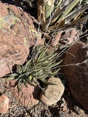 Dudleya abramsii
