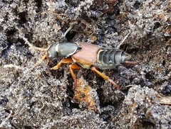 Staphylinus dimidiaticornis