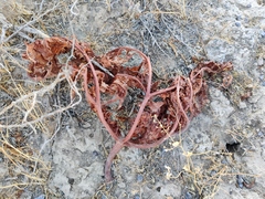 Rheum tataricum