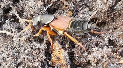 Staphylinus dimidiaticornis