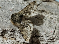 Apocheima hispidaria