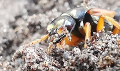 Staphylinus dimidiaticornis