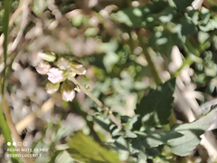 Fleischmannia pycnocephala