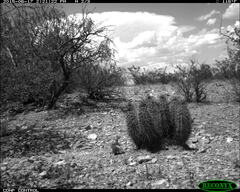 Xerospermophilus spilosoma