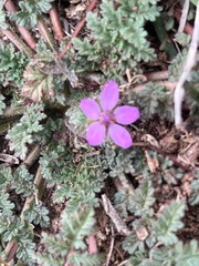 Erodium