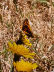 Hylephila fasciolata