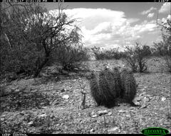 Xerospermophilus spilosoma