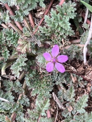 Erodium
