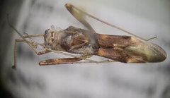 Paraxenetus guttulatus