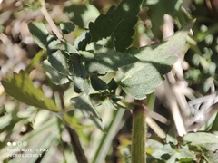 Fleischmannia pycnocephala