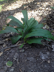 Calanthe