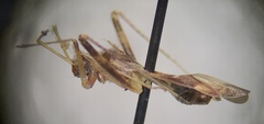 Paraxenetus guttulatus