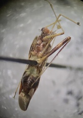 Paraxenetus guttulatus