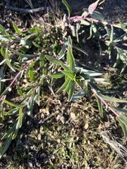 Penstemon centranthifolius