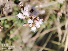 Fleischmannia pycnocephala