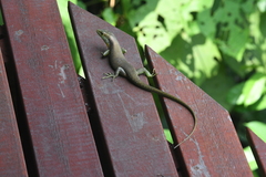 Trachylepis