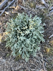 Baileya pleniradiata