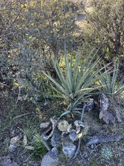 Yucca schidigera
