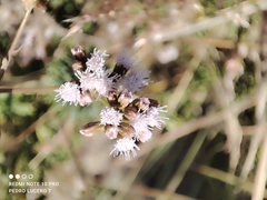 Fleischmannia pycnocephala