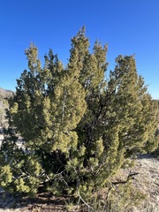 Juniperus californica