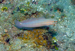 Amblygobius decussatus