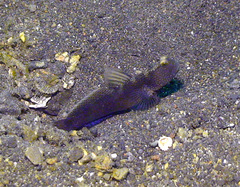 Cryptocentrus fasciatus