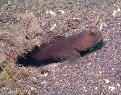 Cryptocentrus fasciatus