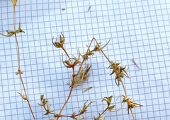Petrosimonia sibirica