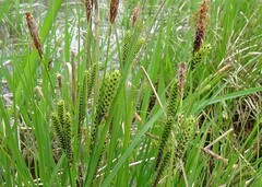 Carex nigra