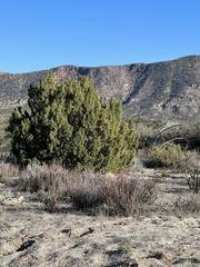 Juniperus californica