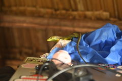 Trachylepis