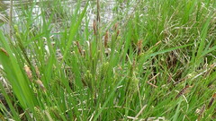 Carex nigra