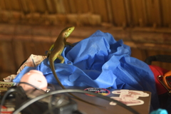 Trachylepis