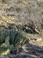 Agave deserti