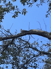 Streptopelia decaocto