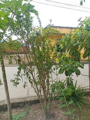 Cestrum laevigatum