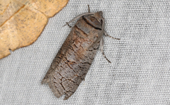 Culama suffusca