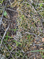 Selaginella cinerascens