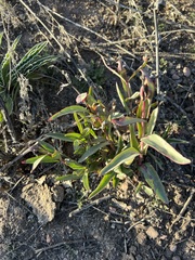 Penstemon centranthifolius