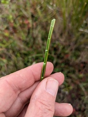 Juncus dubius