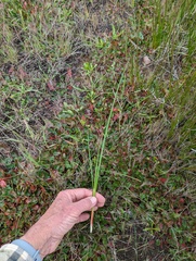 Juncus dubius