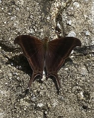 Marpesia zerynthia